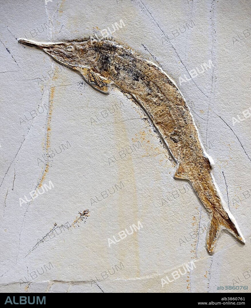 Fossil of Aspidorhynchus acutirostris (Aspidorhynchus acutirostris), extinct genus of ray-finned fish, Naturkundemuseum, Natural history museum, Berlin, Germany