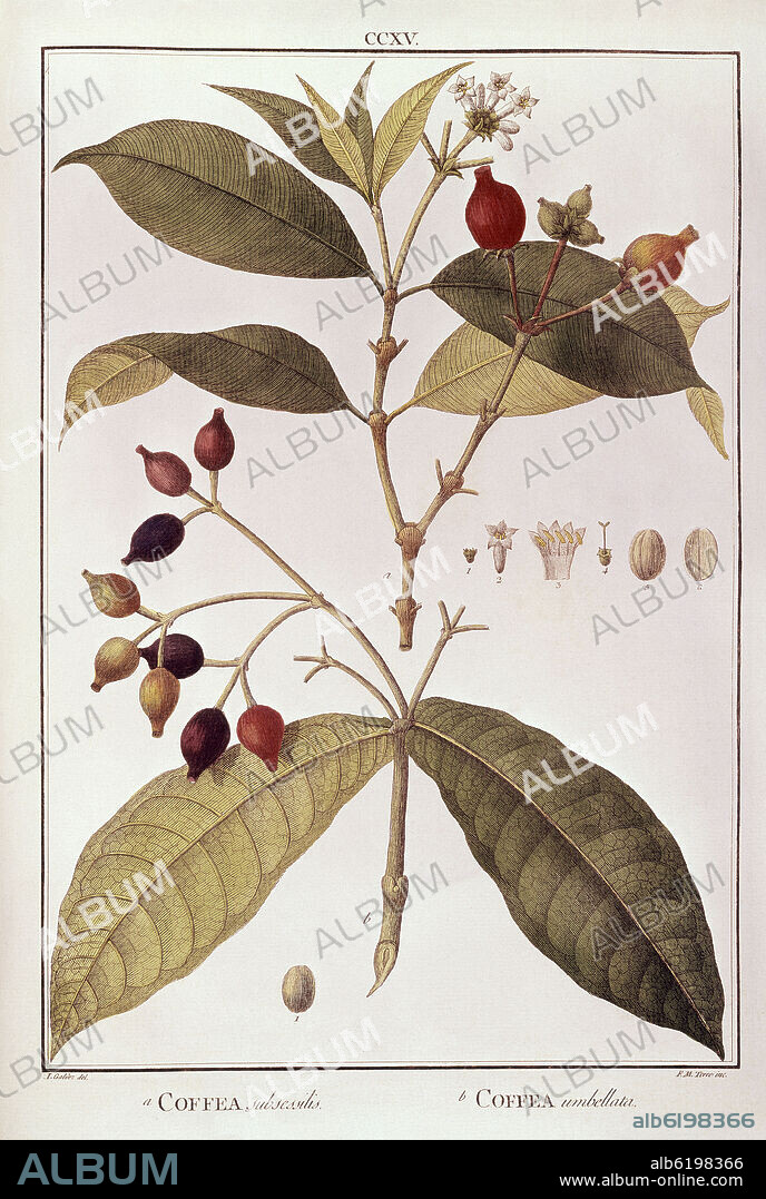 CELESTINO MUTIS. FLORA DE LA REAL EXPEDICION BOTANICA DEL NUEVO REINO DE GRANADA - COFFEA (CAFE) - DIBUJO COLOREADO - SIGLO XVIII.