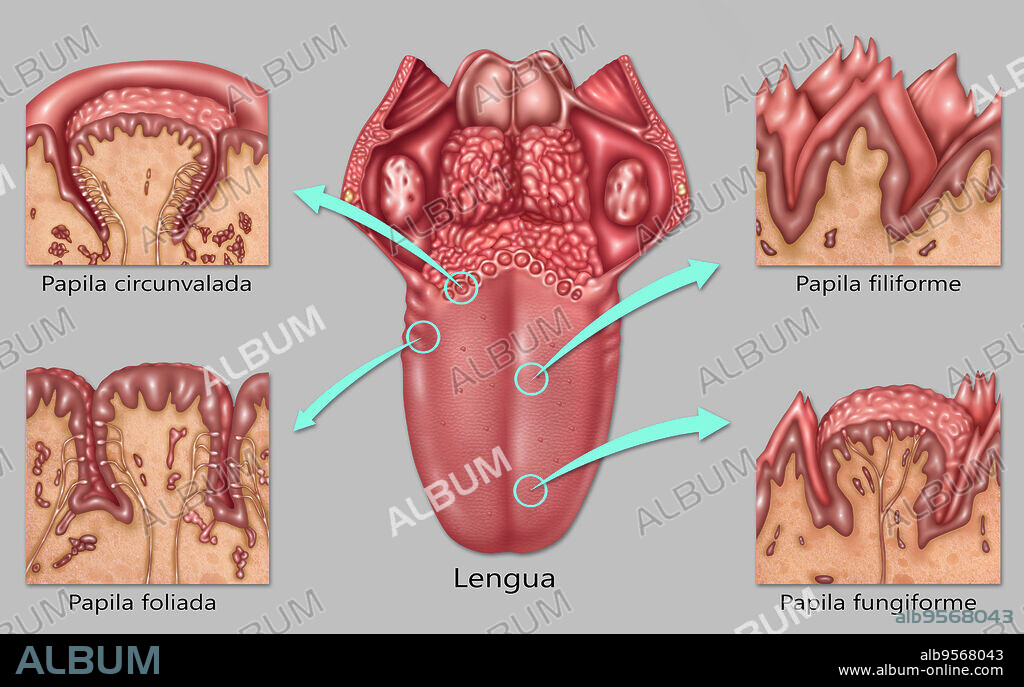 Illustration detailing the four types of lingual papilla and where they are located on the human tongue. From top left to bottom right: vallate papilla (circumvallate papilla), filiform papilla, foliate papilla, fungiform papilla. These structures are involved in detecting the five (known) elements of taste perception: salty, sour, bitter, sweet, and umami.