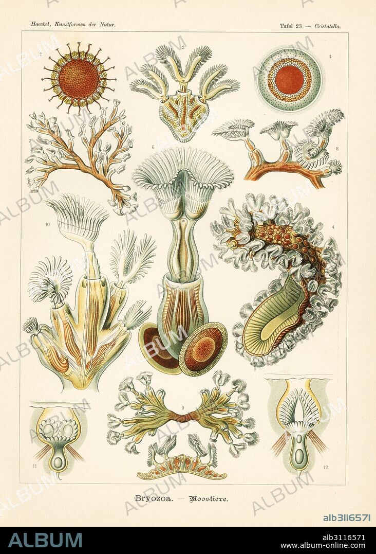 Bryozoa moss animals: Cristatella mucedo 1-5, 10-12, Plumatella repens 6-8 and fungoid bryosoan, Plumatella fungosa 9. Chromolithograph by Adolf Glitsch from an illustration by Ernst Haeckel from Art Forms in Nature, Kunstformen der Natur, Liepzig, Germany, 1904.