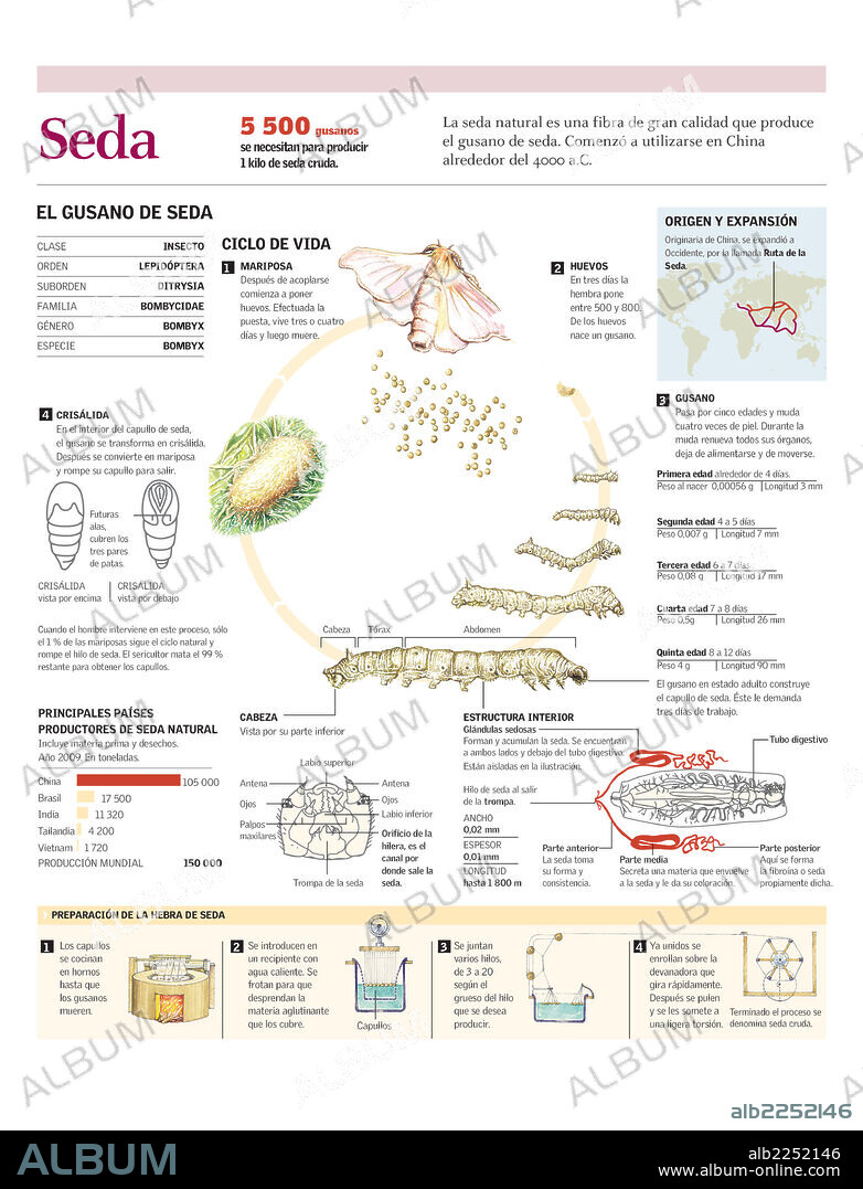 SEDA. Infografía del ciclo de vida del gusano de seda y la preparación del hilo de seda para utilizarla como tejido.