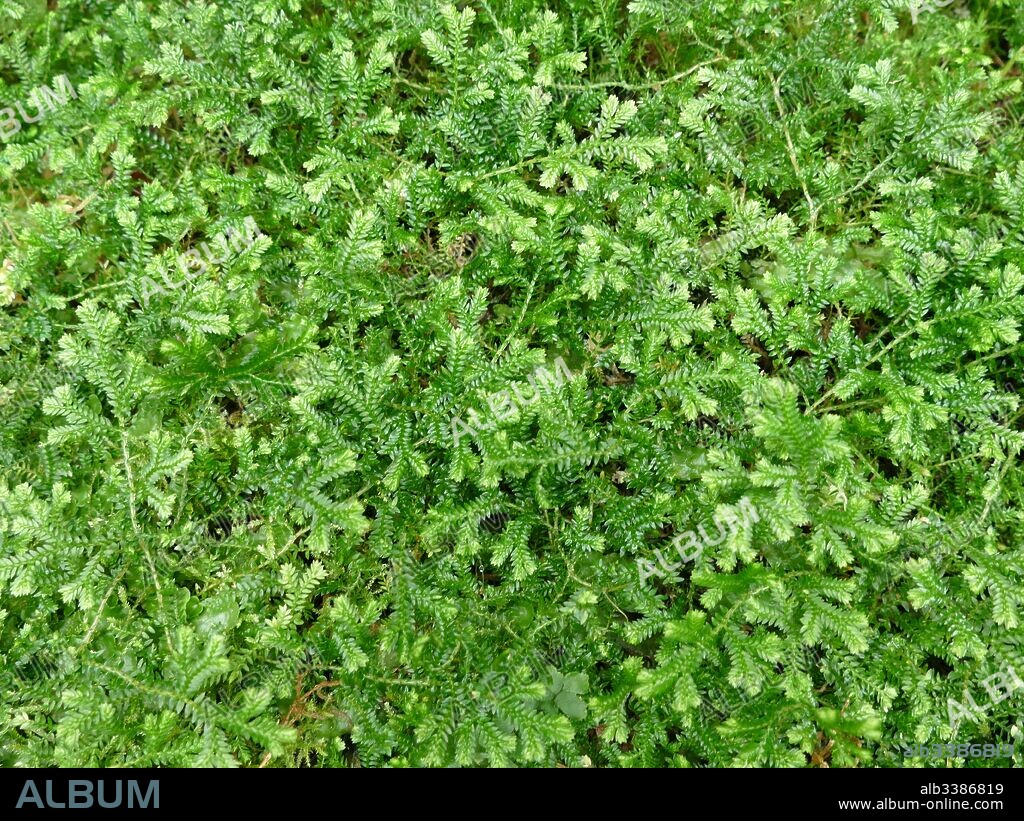 Psilotum nudum, known as the skeleton fork fern, is a fernlike plant in the order Psilotales, it lacks roots. Psilotum nudum is considered a 'primitive' plant - a descendent of possibly the first group of vascular plants which were widespread during the Devonian and Silurian periods.