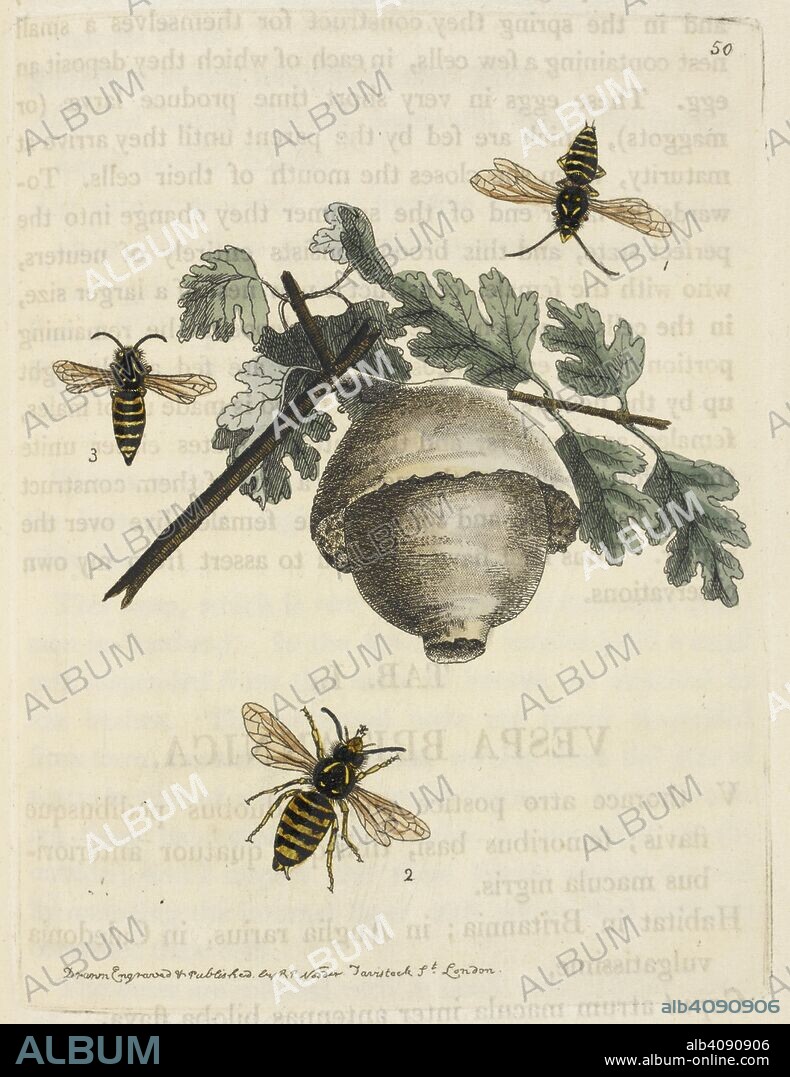 WILLIAM ELFORD LEACH. Wasp (?) nest. The Zoological Miscellany; being descriptions of new or interesting animals. London, 1814-1817. Source: 45.b.16. Tab.L.