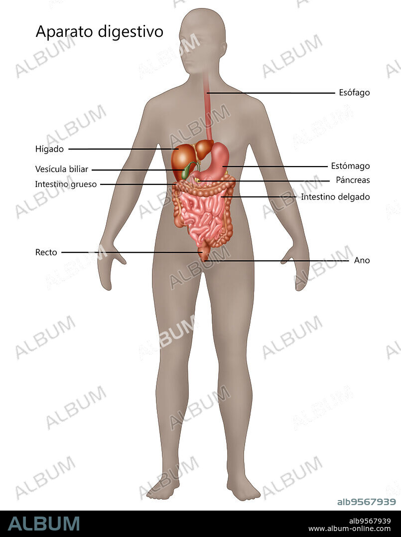 Illustration of the digestive system in the female anatomy. Digestion is the process by which food is broken down into small enough components to enter the blood stream. Pictured here are the mouth and esophagus, the stomach, the liver, spleen, pancreas, gallbladder, small intestine, the duodenum, and large intestine.