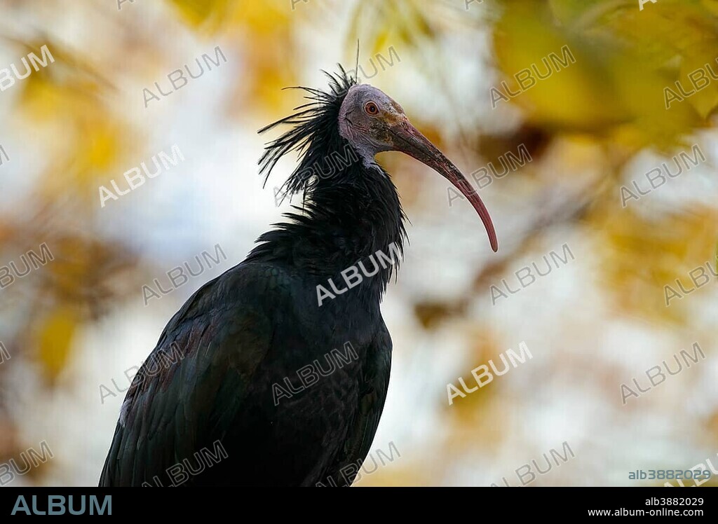 Northern Bald Ibis (Geronticus eremita) in fall, captive, Germany