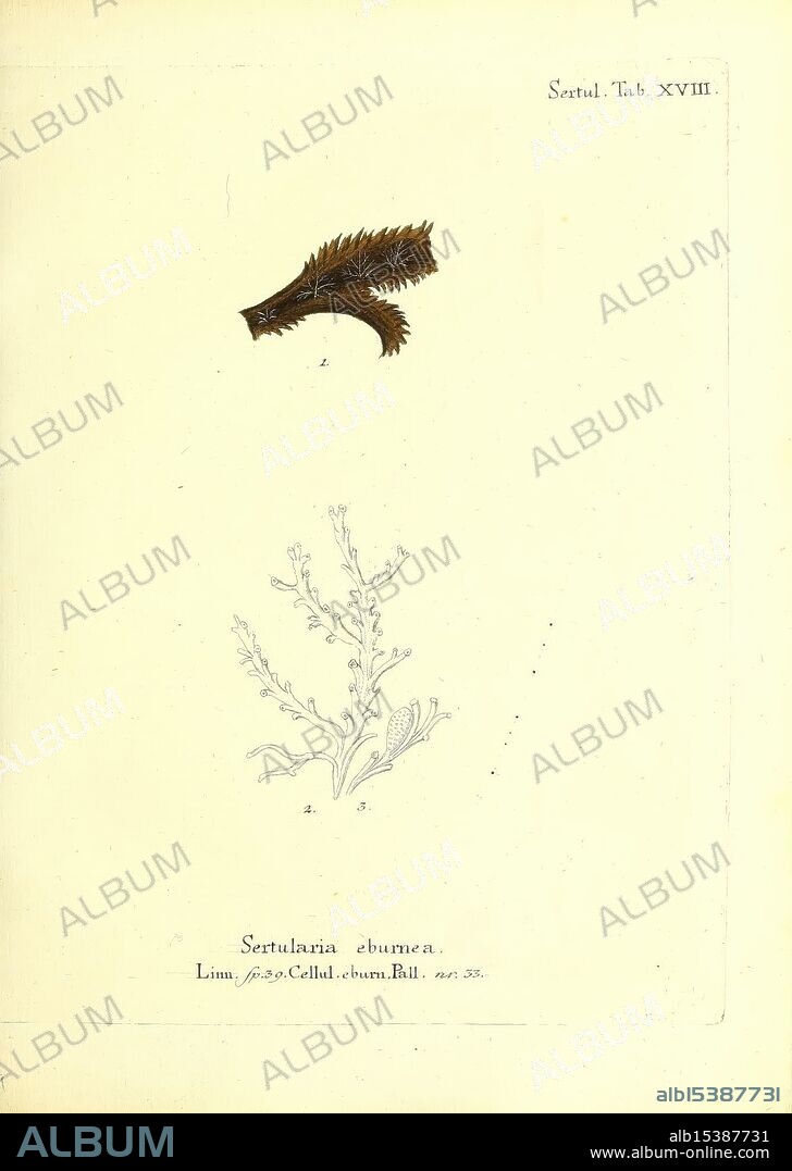 The illustration features two distinct representations of the marine organism 'Sertularia eburnea.' The upper part showcases a detailed depiction of a branch-like structure adorned with delicate, feathery filaments, highlighting the organism's intricate texture and form. Below, a finely rendered line drawing illustrates the same species, emphasizing the anatomy and growth pattern of the fragile, branching stems. The label at the bottom identifies the specimen and references the scientific name, enhancing the educational nature of the artwork.