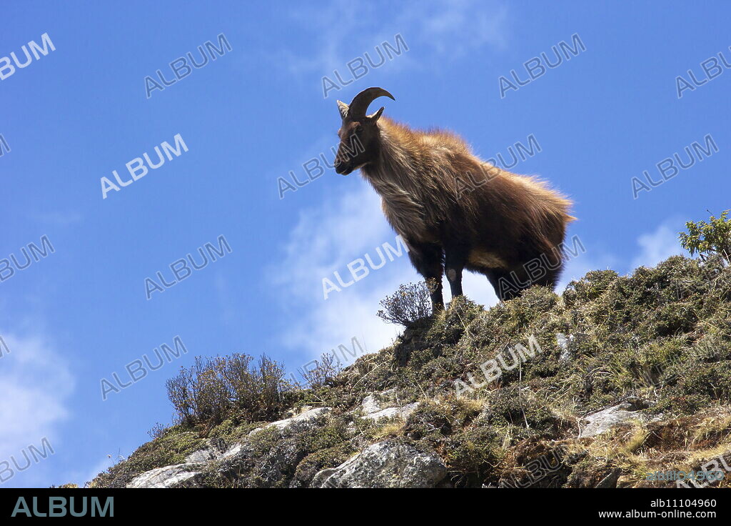 Himalayan or common tahr, Hemitragus jemiahicus, Tengboche, Sagarmatha National Park, Solukhumbu District, Nepal, Asia.