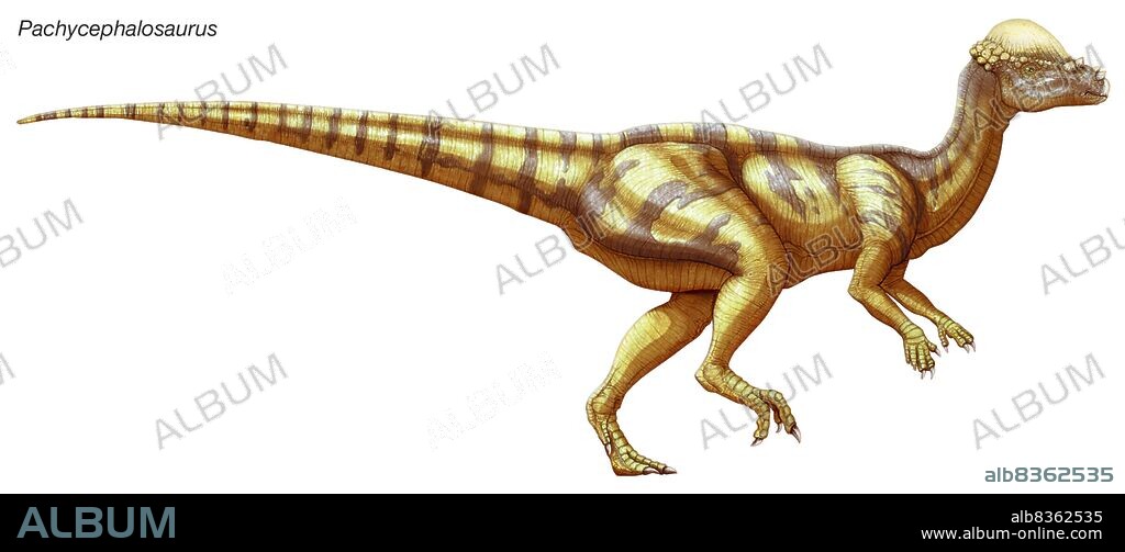 Pachycephalosaurus, "thick-headed lizard," a late Cretaceous Era herbivore with a distinctive dome-shaped skull and spiky snout.
