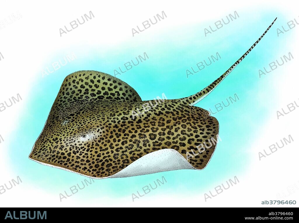 Leopard whipray (Himantura leoparda). Indian and Pacific oceans. Illustration.