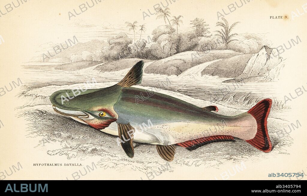 Slopehead catfish, Ageneiosus inermis (Dawalla of the Arawaaks, Hypothalmus davalla). Handcoloured steel engraving by W.H. Lizars after an illustration by James Stewart from Robert Schomburgk's Fishes of Guiana, part of Sir William Jardine's Naturalist's Library: Ichthyology, Edinburgh, 1841.