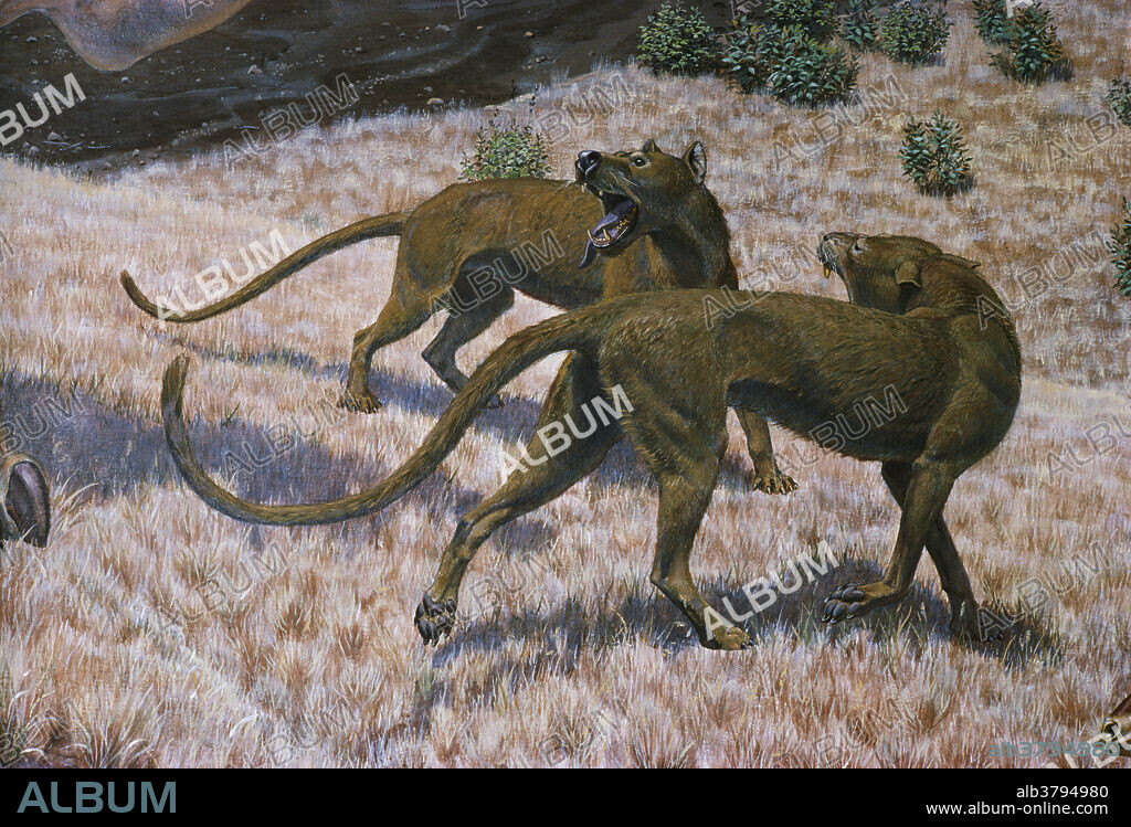 Daphoenodon, a wolf-like animal found in the western Nebraska Harrison Formation from the Lower Miocene Epoch. Illustration from the National Museum of Natural History.