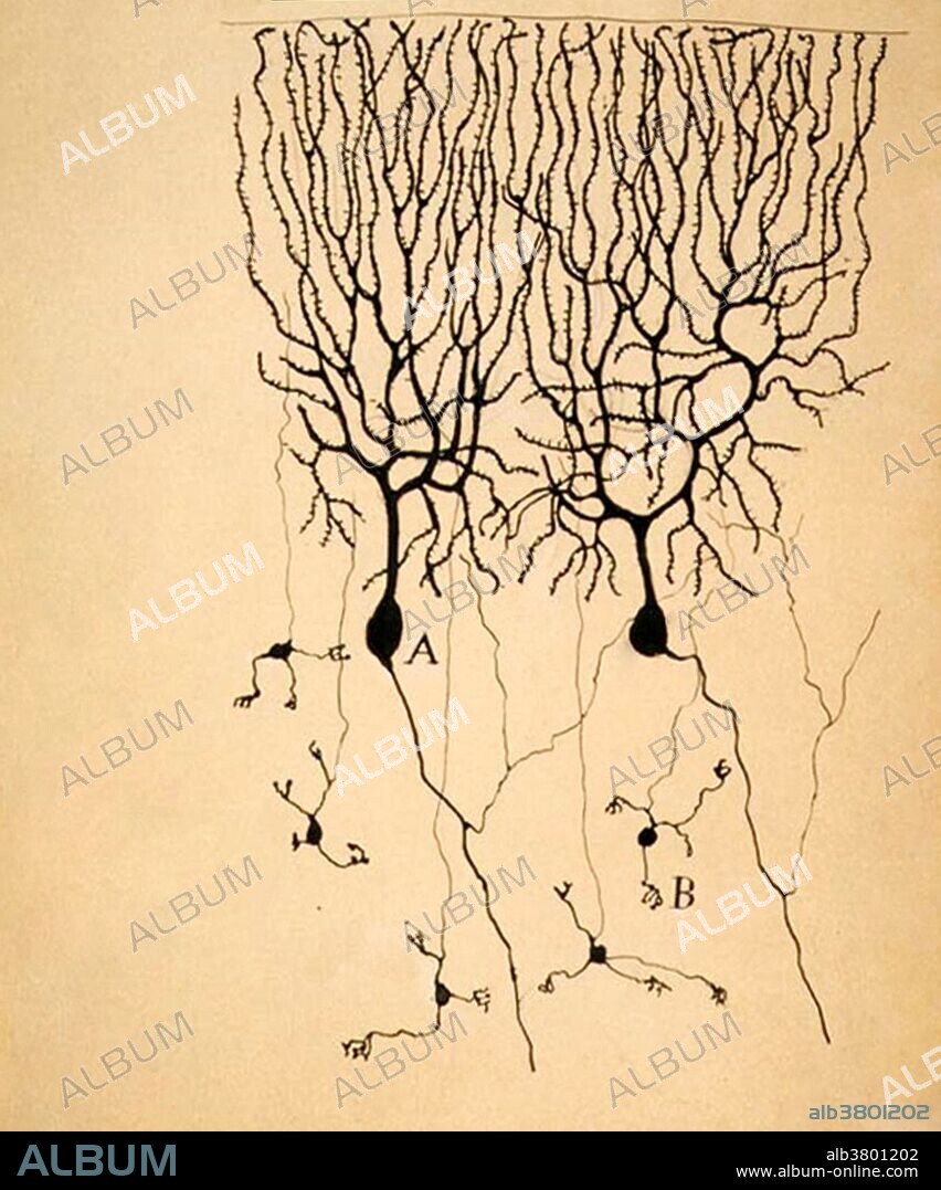Cajal, Purkinje Cells, 1899