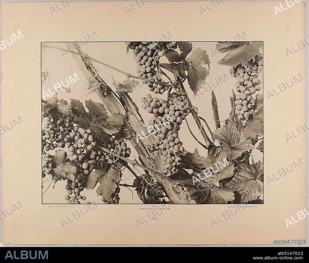 Martin Gerlach, J. Schober, Verlag Gerlach und Schenk, Decorative Group of Grapes, Staatliche Landesbildstelle Hamburg, Collection on the History of Photography, paper, collotype, sheet size: height: 40.10 cm; width: 32.10 cm, inscribed: recto: Verlag von Gerlach & Schenk in Vienna, Déposé. Gerlach, Festons and decorative groups, collotype by J. Schober in Karlsruhe. Numbering, Landesbildstelle, handwritten inv. no, photography, plants and herbs, plant ornaments, grape.