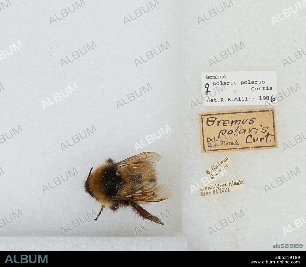 Unalakleet, Nome, Alaska, United States, Bombus (Alpinobombus) polaris Curtis, 1835, Animalia, Arthropoda, Insecta, Hymenoptera, Apidae, Apinae.