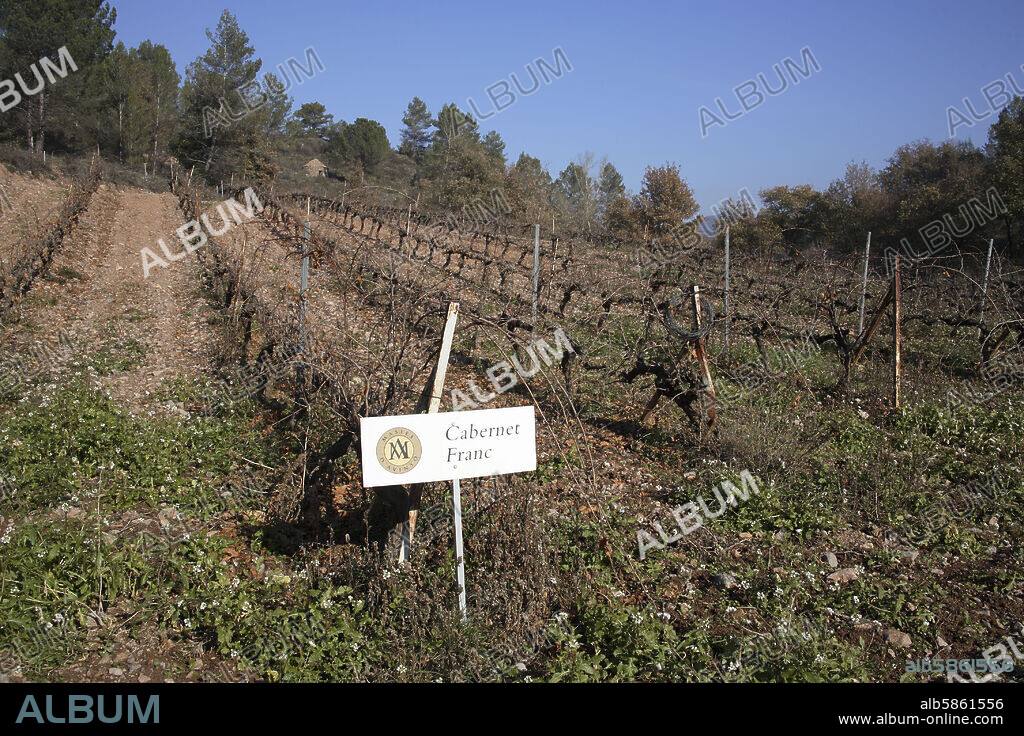 Avinyó; viñedos de la D.O. Bages cerca de la Masía / Bodegas la Roqueta (D.O. Pla de Bages).