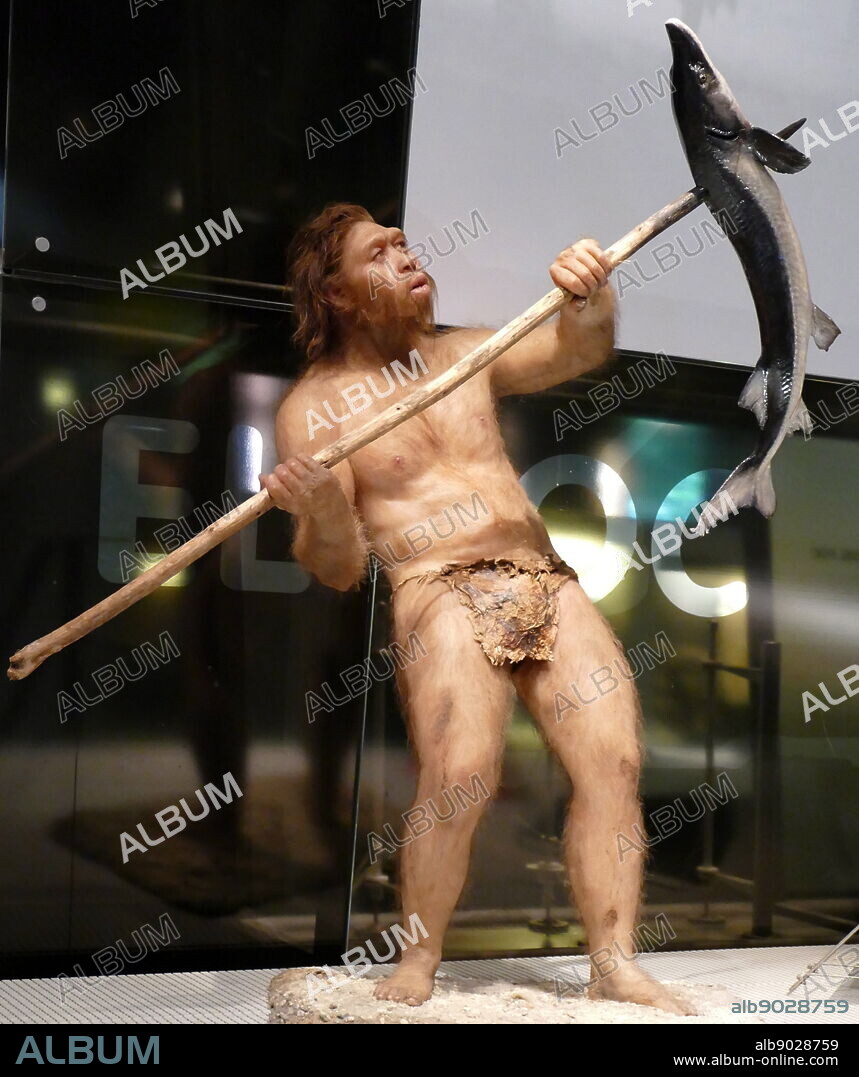 HOMO NEANDERTHALENSIS, The Neanderthals lived in Europe and the Near East between 200,000 and 30,000 years ago. They were a species similar to ours, though we are not directly related to them. They grew to almost 170 cm tall and were extremely strong. Their cranial capacity was some 7,500 cm3, more than ours, which is 7,350 cm3, though this does not mean they were more intelligent than us. Their braincases were long and flat, and their noses and mouths projected forwards. Sapiens and Neanderthals occupied the same territory until the Neanderthals eventually became extinct. Sculpture by Elisabeth Daynes.