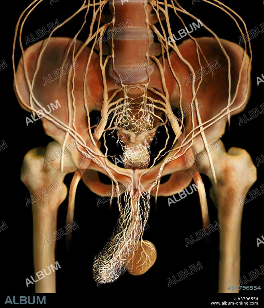 Innervation of the male reproductive organs. The penis is under the complete control of the central nervous system (CNS), both during arousal and at rest. Many regions of the brain contribute to male sexual response; the hindbrain deepens breathing and the cerebral cortex contributes to the concoction of erotic fantasies. During arousal, excitatory signals from the brain spur nerves in the penis to release chemicals, which signal the smooth muscles of the arteries to relax and fill with blood, resulting in an erection.