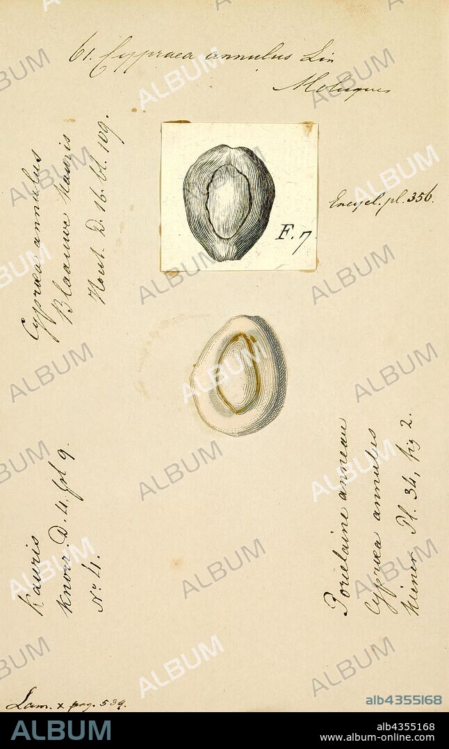 Cypraea annulus, Print, Monetaria annulus, common name the ring cowrie, ring top cowrie, or gold ring cowrie, is a species of sea snail, a cowry, a marine gastropod mollusk in the family Cypraeidae, the cowries.