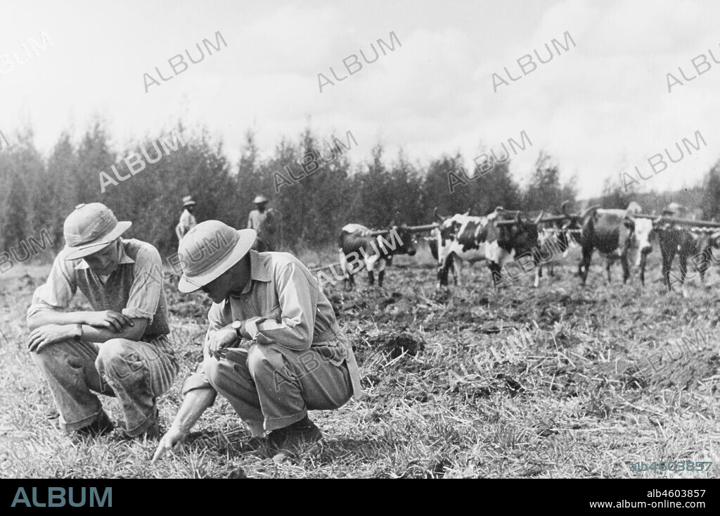 Kenya, Two European men crouch down to examine a furrow of earth made by disc ploughing. A team of yoked cattle stand nearby, harnessed to a plough in the middle of a muddy field. Although this image has been annotated as being from 1947, the contact prints actually suggest it was taken in the 1930s.Original manuscript caption: Examining the furrow - ploughing virgin land (disc ploughing) at Njoro. 1947, [1930s]. 1995/076/1/2/3/28.