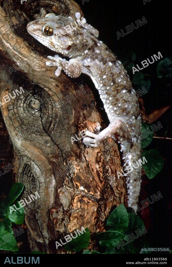 African Gecko (Pachy doctylus).