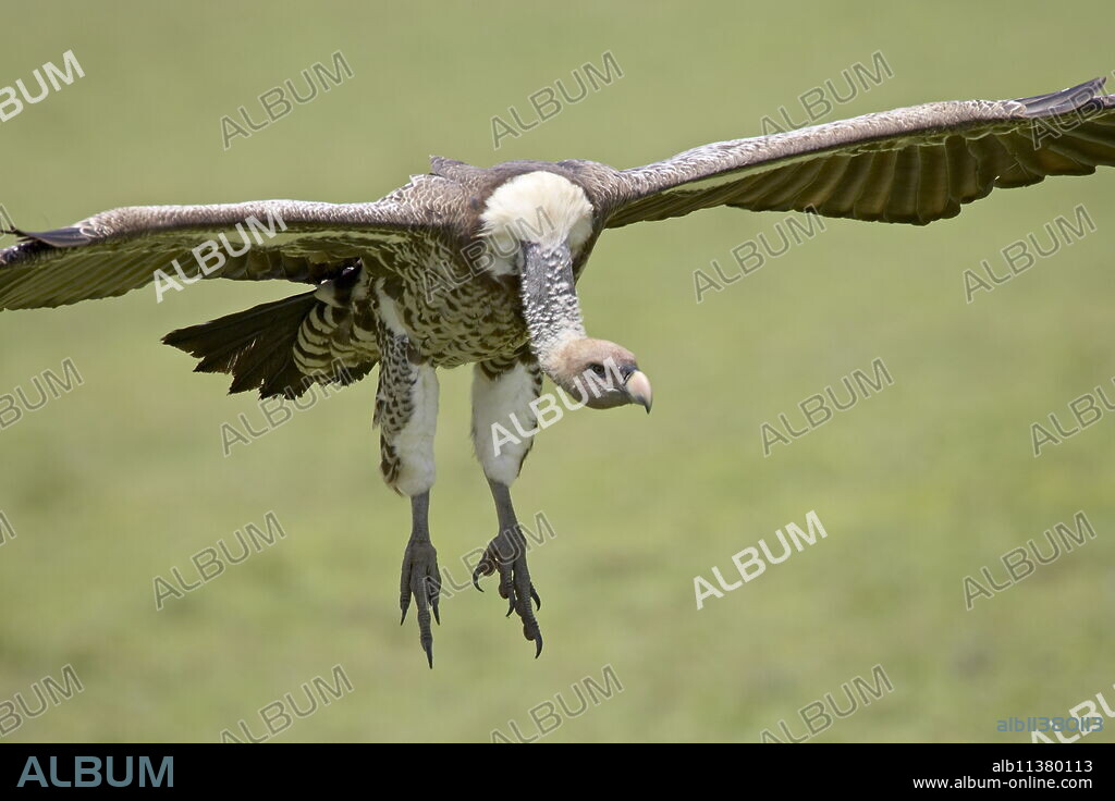 Ruppell's griffon vulture (Gyps rueppellii) on final approach, Serengeti National Park, Tanzania, East Africa, Africa.
