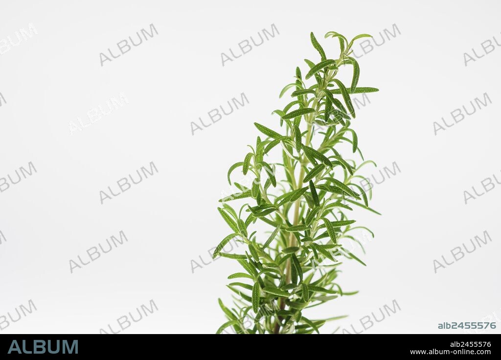 tomillo (Thymus vulgaris) subarbusto de la familia de les labiadas y romero (Rosmarinus officinalis) , planta de la fammilia Lamiaceae, plantas aromaticas,mallorca,islas Baleares,spain.