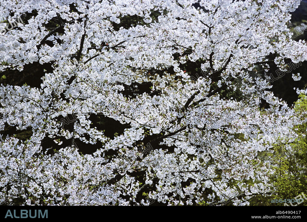 The cherry viewing festival or "hanami" is held in Japan between March and early May, depending on when the blossoms open. Hanami was celebrated since the Heian- 
period in the 8th century. It began as a celebration for 
the elite of the imperial court but spread to the common citizens during the Edo period. The flowers belong to the sakura cherry tree, which does not bear edible fruit.
