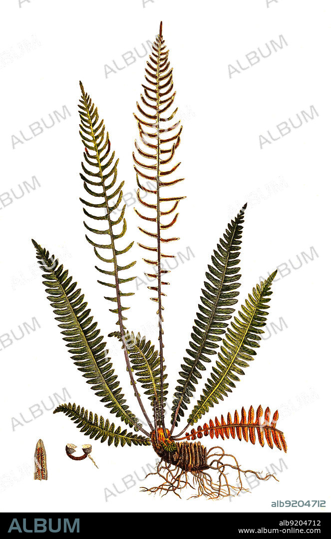 Rippenfarn, Struthiopteris spicant, Syn: Blechnum spicant, auch Gewöhnlicher Rippenfarn oder Europa-Rippenfarn / Struthiopteris spicant, syn. Blechnum spicant, is a species of fern in the family Blechnaceae, known by the common names hard-fern or deer fern, historical, digital improved reproduction of an original from the 19th century / digital restaurierte Reproduktion einer Originalvorlage aus dem 19. Jahrhundert, genaues Originaldatum nicht bekannt.