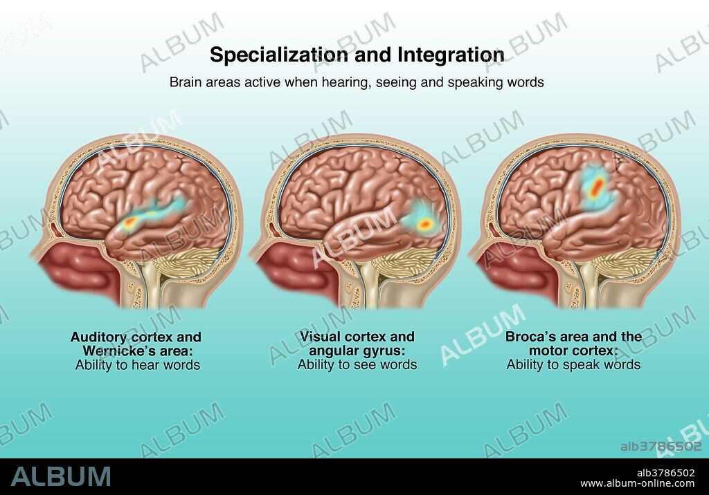 Language Areas of the Brain, Illustration - Album alb3786502