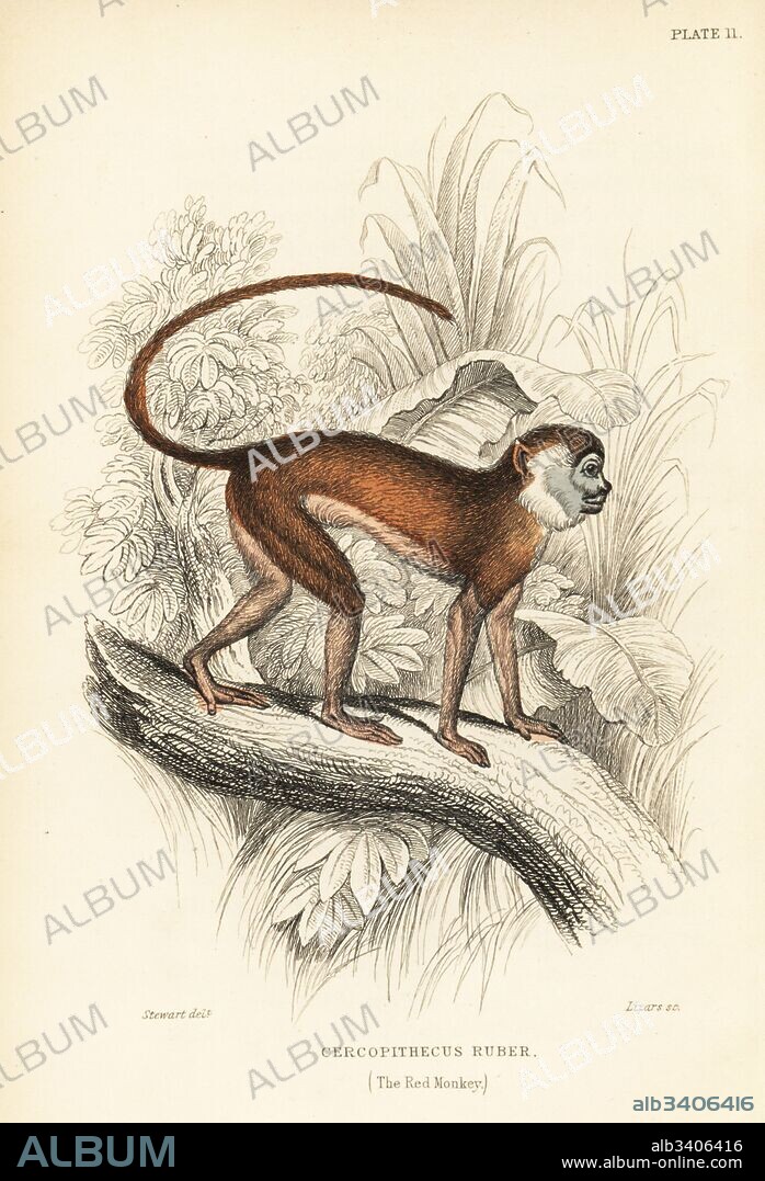 Patas monkey, Erythrocebus patas (Red monkey, Cercopithecus ruber). Handcoloured steel engraving by W.H. Lizars after an illustration by James Stewart from Sir William Jardine's Naturalist's Library: Monkeys, Edinburgh, 1844.