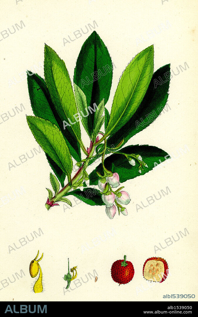 Arbutus Unedo; Strawberry-tree.