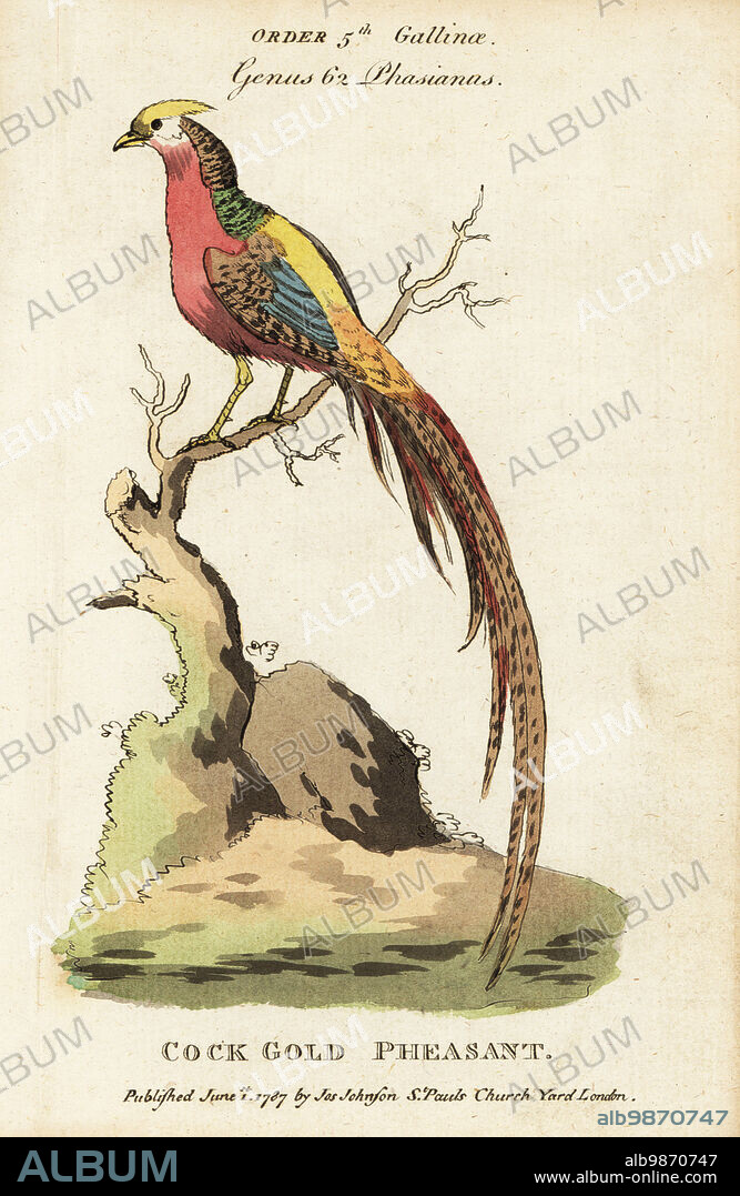 Golden pheasant, Chrysolophus pictus. Cock gold pheasant. Handcoloured copperplate engraving from Samuel Galton Jr.s Natural History of Birds containing a Variety of Facts selected from Several Writers for the Amusement and Instruction of Children, London, Joseph Johnson, 1791.