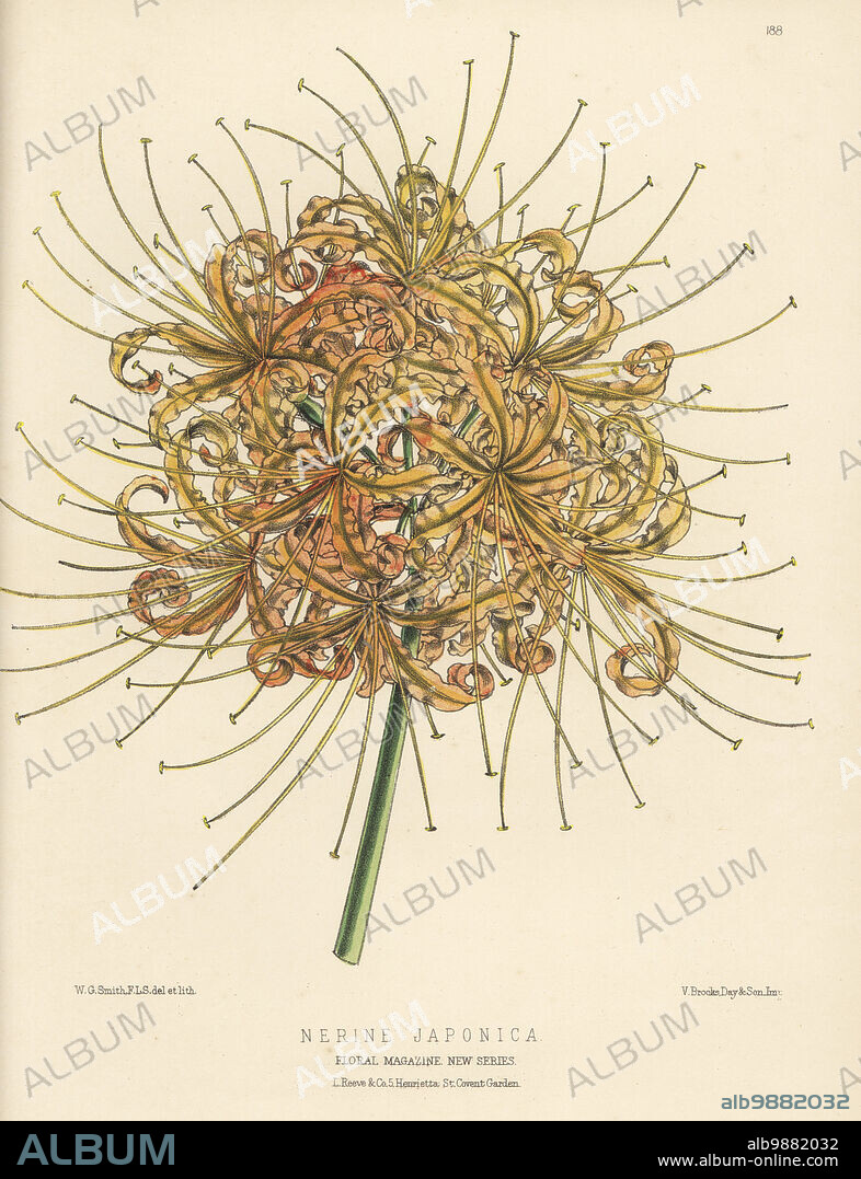 Red spider lily, red magic lily, corpse flower, or equinox flower, Lycoris radiata. From Japan, supplied by the New Plant and Bulb Company, Lion Walk, Colchester. As Nerine japonica. Handcolored botanical illustration drawn and lithographed by Worthington George Smith from Henry Honywood Dombrain's Floral Magazine, New Series, Volume 4, L. Reeve, London, 1875. Lithograph printed by Vincent Brooks, Day & Son.
