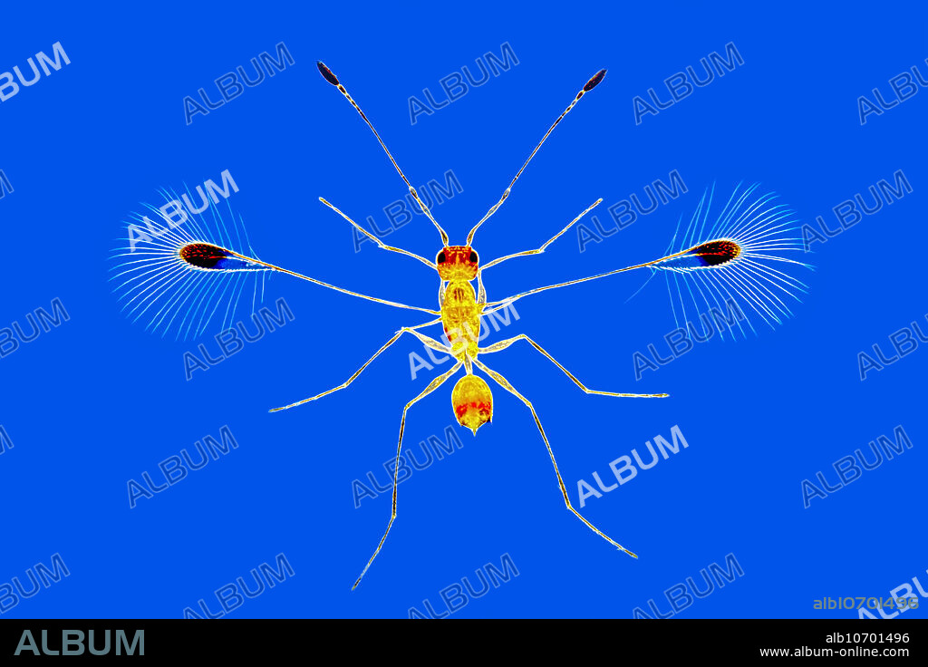 Fairy flies (Alaptus magnanimous) are minute parasitic wasps which lay their eggs in those of other insects. Early in the last century Fred Enock, an expert on this wasp family, produced some remarkable balsam mounts of them, which is shown here. Rheinberg Illumination with a Zeiss Tessovar. Stack of 5. Horizontal Field Width = 5mm.
