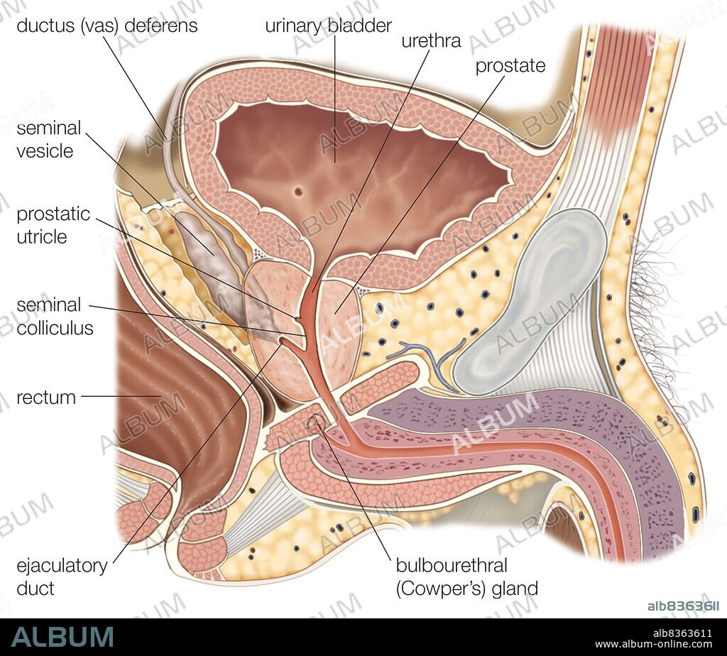 Sagittal section of the male reproductive organs, showing the prostate gland and seminal vesicles.