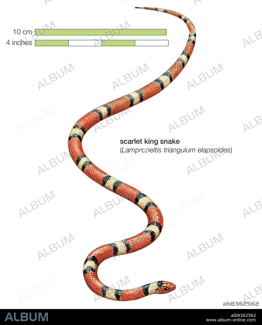 Scarlet king snake (Lampropeltis triangulum elapsoides).