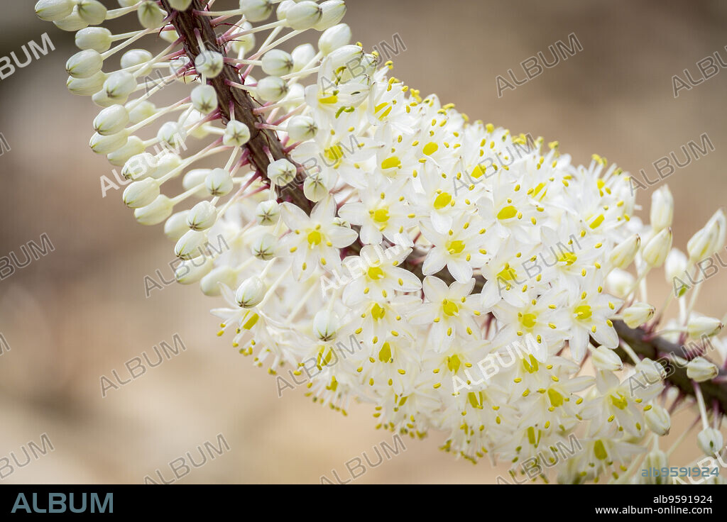 cebolla albarrana , Drimia maritima, Biniforani, Bunyola, Paraje natural de la Serra de Tramuntana, Mallorca, balearic islands, Spain.