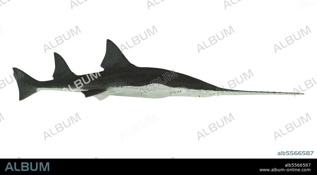 Side profile of the predatory Onchopristis sawfish from the Cretaceous Period.