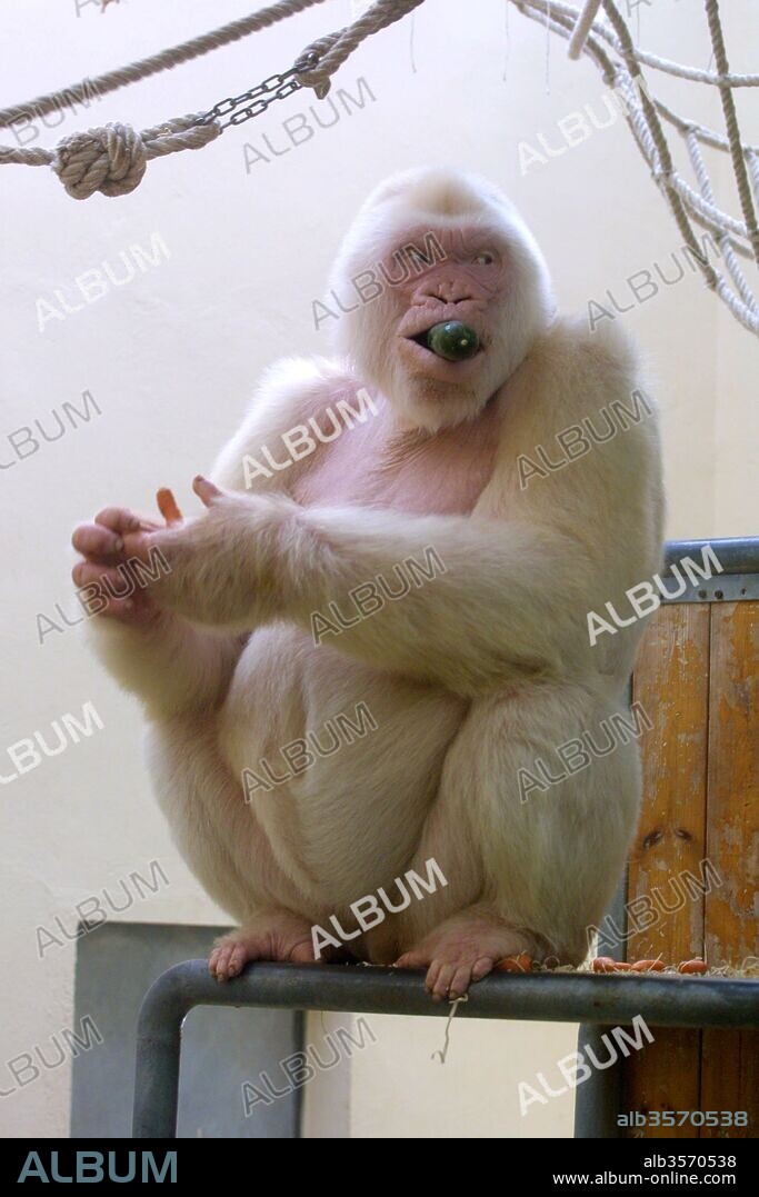 Copito de nieve, gorila albino. Zoológico de Barcelona.