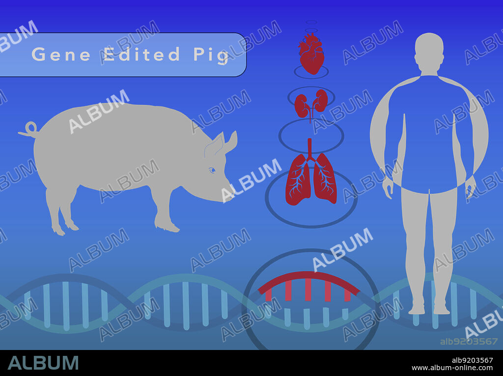 CRISPR in xenotransplantation, illustration. CRISPR is being used to edit the DNA (deoxyribonucleic acid) of pigs, so that their organs can be used for human organ transplant. 62 DNA sequences must be edited in the animal's genome to make this procedure safe.