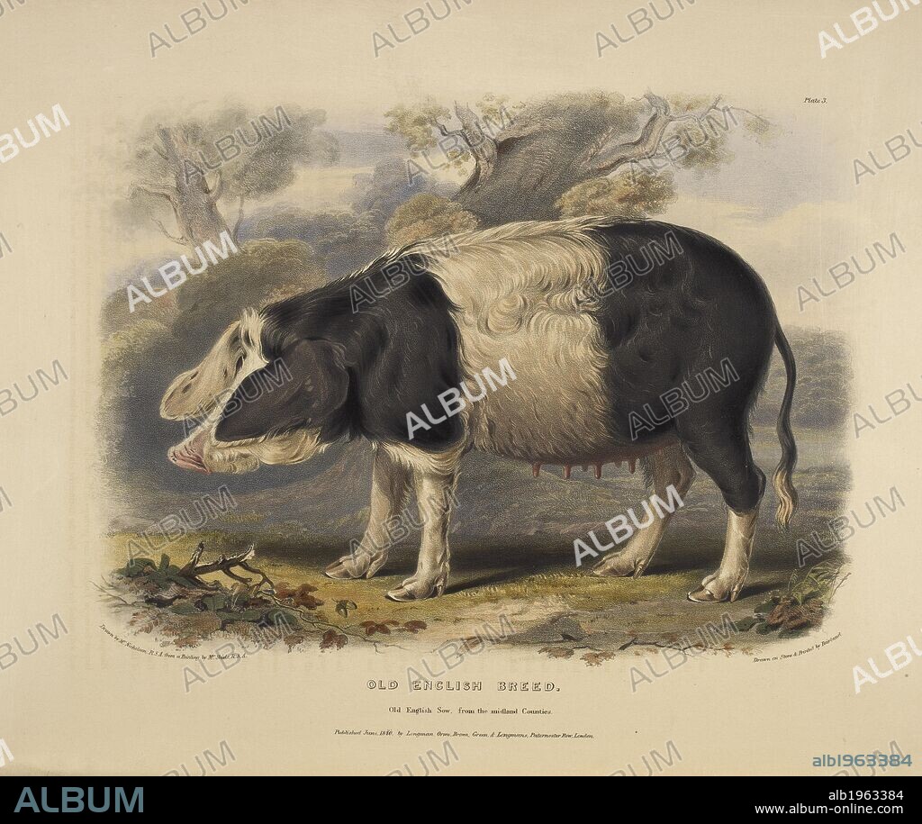 WILLIAM NICHOLSON and DAVID LOW. Old English breed. The Breeds of the Domestic Animals ... London, 1842. Source: 578.m.32, plate III.
