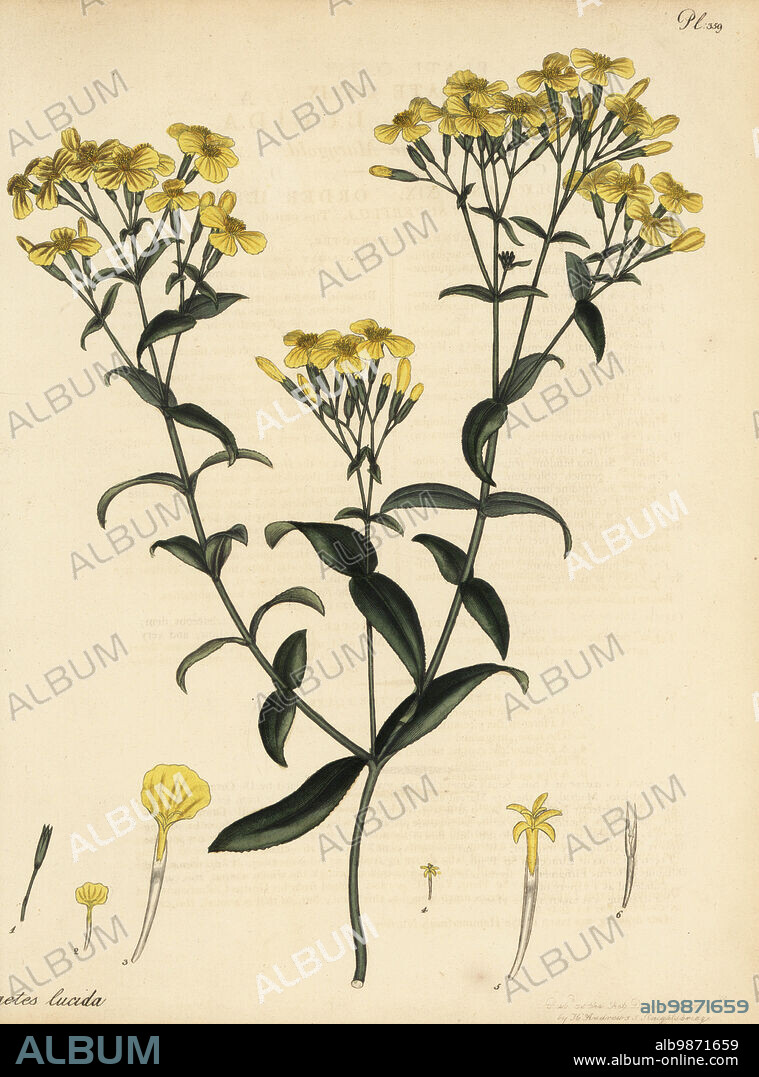 Mexican marigold, Tagetes lucida. Sweet Chili Marygold. Native of Chile, South America, in the Hammersmith Nursery of Lee and Kennedy. Copperplate engraving drawn, engraved and hand-coloured by Henry Andrews from his Botanical Register, Volume 5, self-published in Knightsbridge, London, 1804.