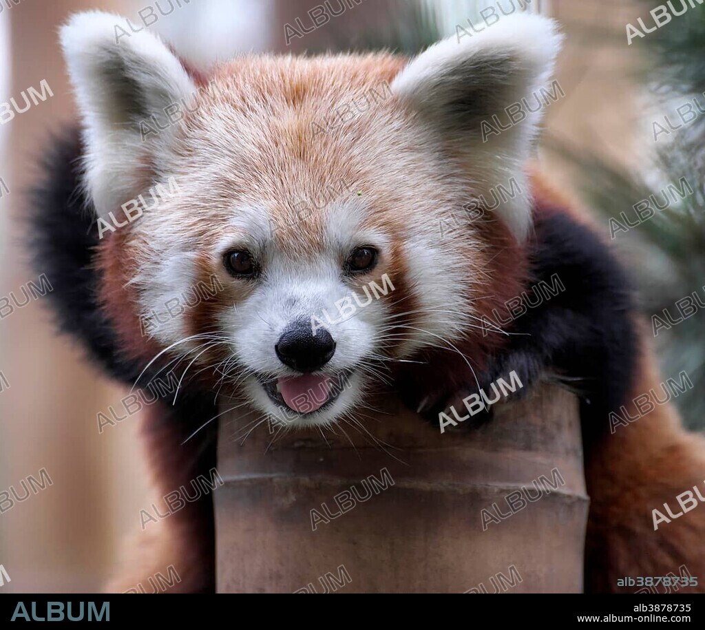 Red panda (Ailurus fulgens), captive, occurrences eastern Himalayas, southwest China.