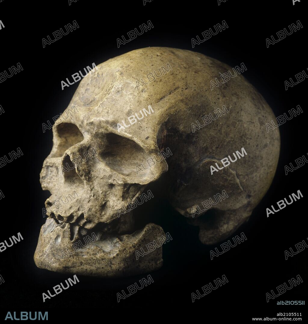 REPRODUCCION DE CRANEO DE HOMBRE DE CRO-MAGNON O CROMAÑON, HOMO SAPIENS, PALEOLITICO SUPERIOR (DEPOSITO M.A.N.).