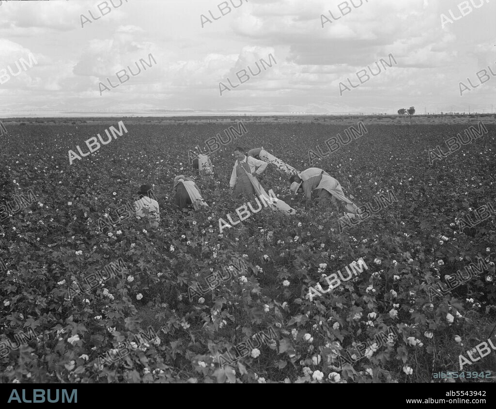 DOROTHEA LANGE. Migratory field worker picking cotton in San Joaquin Valley, California. These cotton pickers are being paid seventy-five cents per one hundred pounds. Strikers organizing under the Congress of Industrial Organizations union (CIO) demand one dollar. A good male picker, in good cotton, under favorable weather conditions, can pick about two hundred pounds in a day's work.