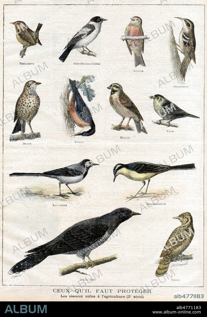 Les oiseaux utiles a l'agriculture qu'il faut proteger. Illustration de CLEMENT pour Le petit Journal illustre du 1897. Credit : Collection KHARBINE-TAPABOR.