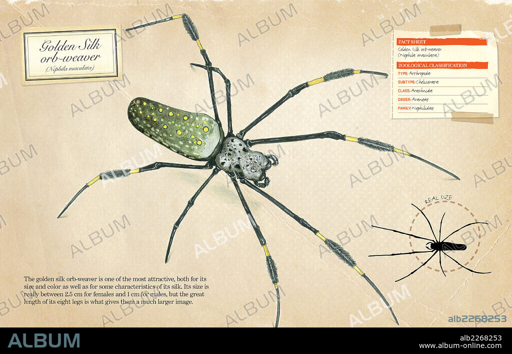 Golden silk orb-weaver. Fact sheet and zoological classification of Golden Silk orb-weaver (Nephila maculata).