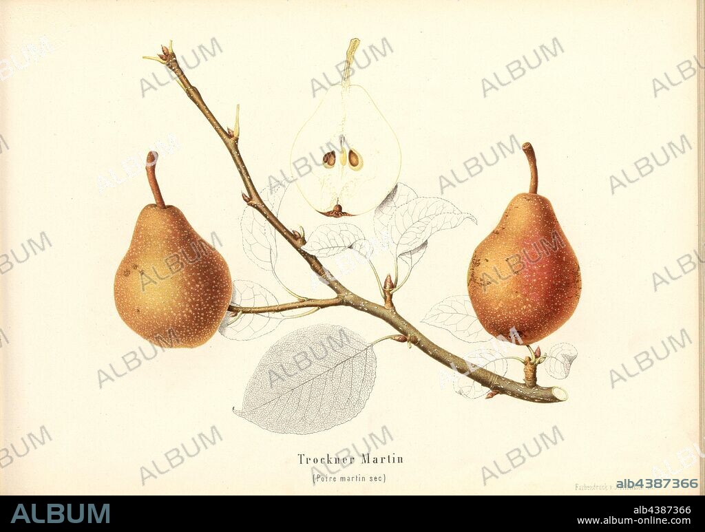 Dryer Martin, Swiss pear, Poire martin sec, Signed: Farbendruck v., J. Tribelhorn, Fig. 22, Tribelhorn, J. (imp.), 1863, Schweizerisch. Landwirtschaftl. Verein (Hg.): Schweizerische Obstsorten. [S.l.]: Schweizerischer Landwirtschaftlicher Verein, [1863].