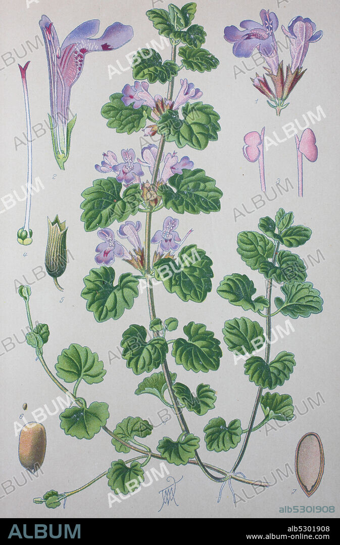 Glechoma hederacea, syn. Nepeta glechoma Benth., Nepeta hederacea, L., Trevir., evergreen creeper of the mint family Lamiaceae, ground-ivy, gill-over-the-ground, creeping charlie, alehoof, tunhoof, catsfoot, field balm, creeping jenny  /  Gundermann, Echt-Gundelrebe, Gundelrebe, Erdefeu genannt, Pflanzenart aus der Familie der Lippenblütler, Digital improved reproduction of an original print from the 19th century / digitale Reproduktion von einer Originalvorlage aus dem 19. Jahrhundert.