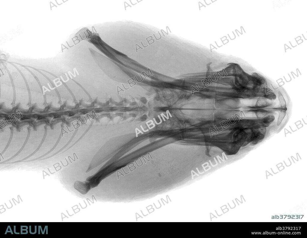Eastern diamondback rattlesnake, (Crotalus adamanteus): A high resolution x-ray of the head of the snake.